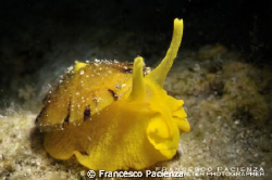 Tylodina perversa. Nikon D90 with 60mm Nikkor. One strobe... by Francesco Pacienza 